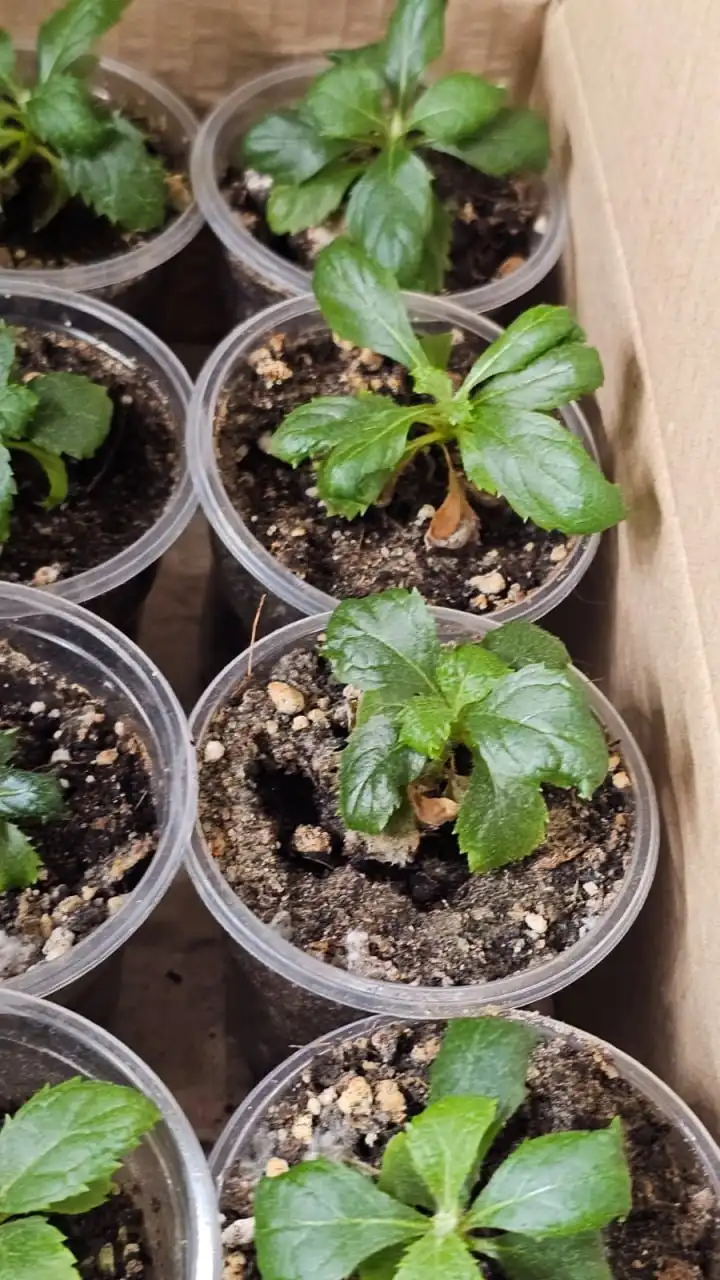 Продажа саженцев Кальцеолярии в Ставрополе - Растения (Хобби и отдых) в Ставрополь