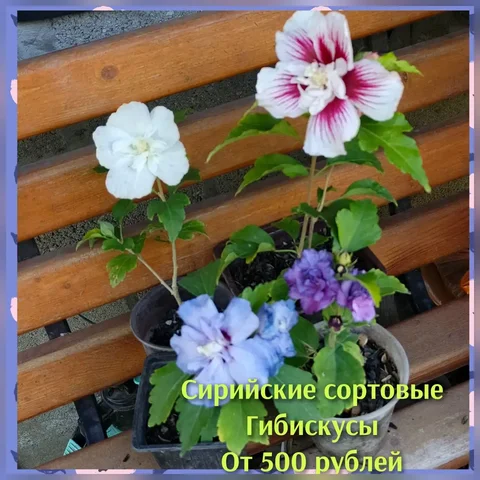 Гибискусы сирийские ЗКС - частное объявление в Ставрополь