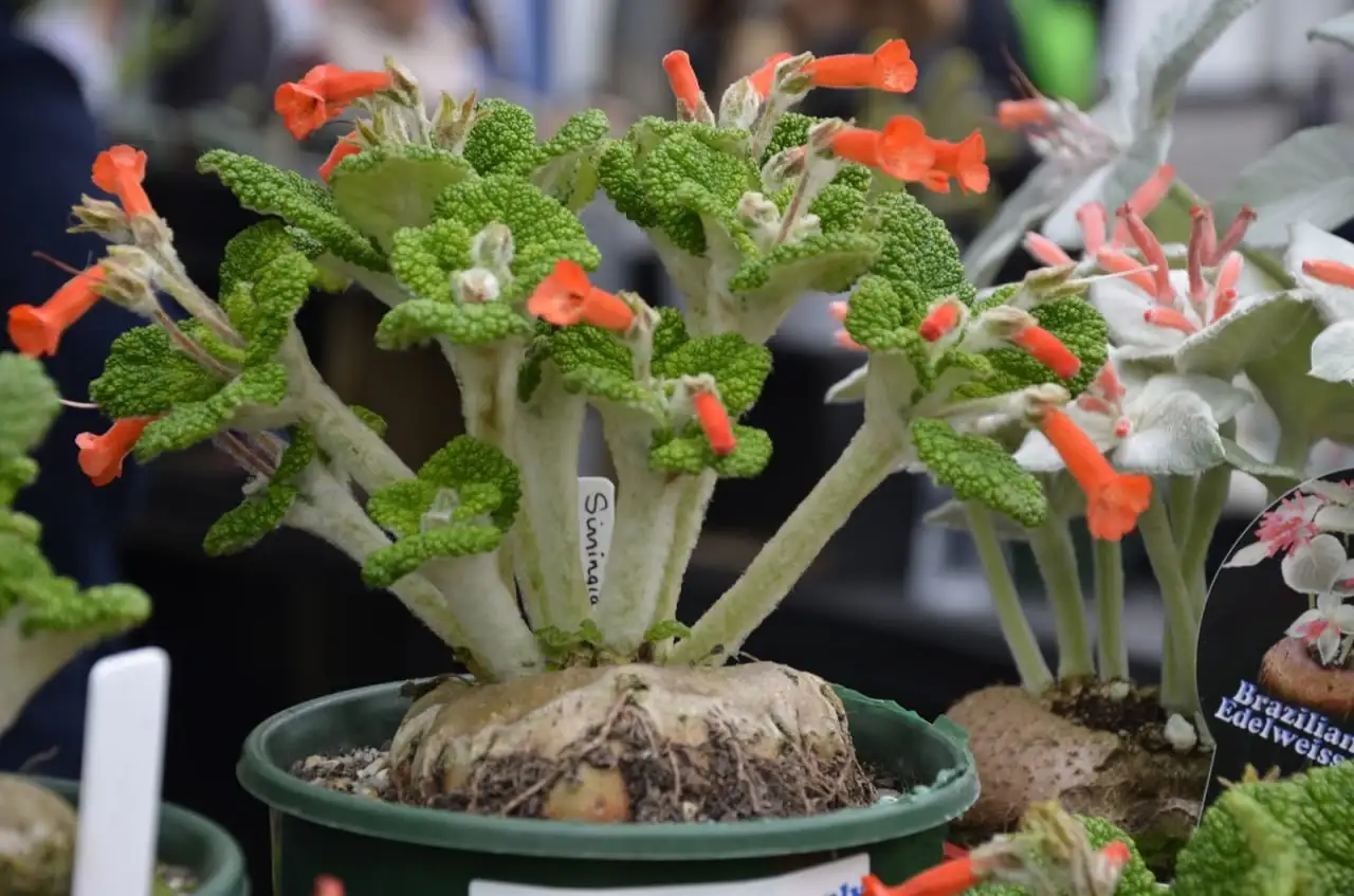 Саженцы Синнингия пузырчатая и Купера - Растения (Хобби и отдых) в Ставрополь