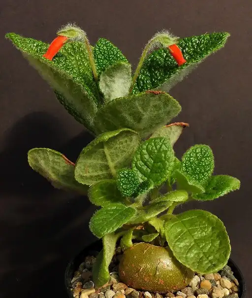 Саженцы Синнингия пузырчатая и Купера - Растения (Хобби и отдых) в Ставрополь