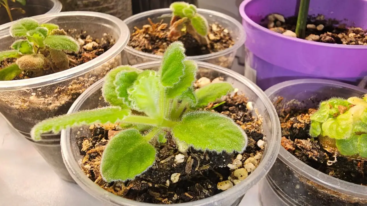 Саженцы Синнингия пузырчатая и Купера - Растения (Хобби и отдых) в Ставрополь