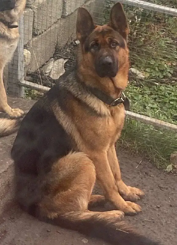 Пропал кобель немецкой овчарки в Ставрополе - Потерянные/найденные (Животные) в Ставрополь