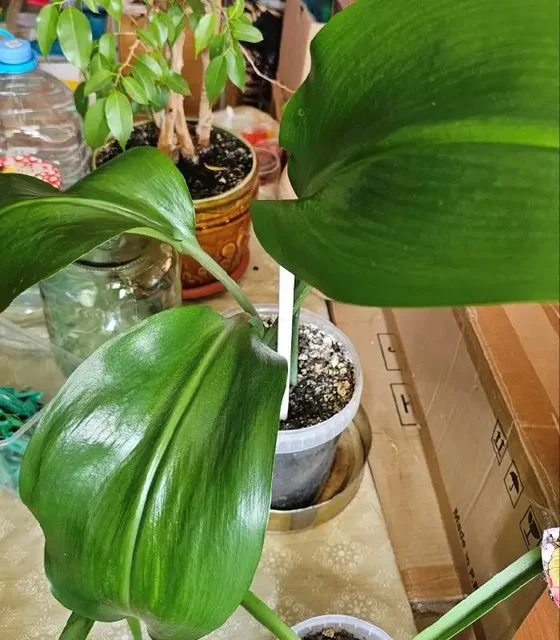 Продажа цветов в ассортименте - Хобби и отдых в Ставрополь