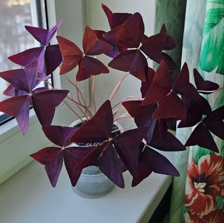 Продажа цветов в ассортименте - Цветы (Хобби и отдых) в Ставрополь