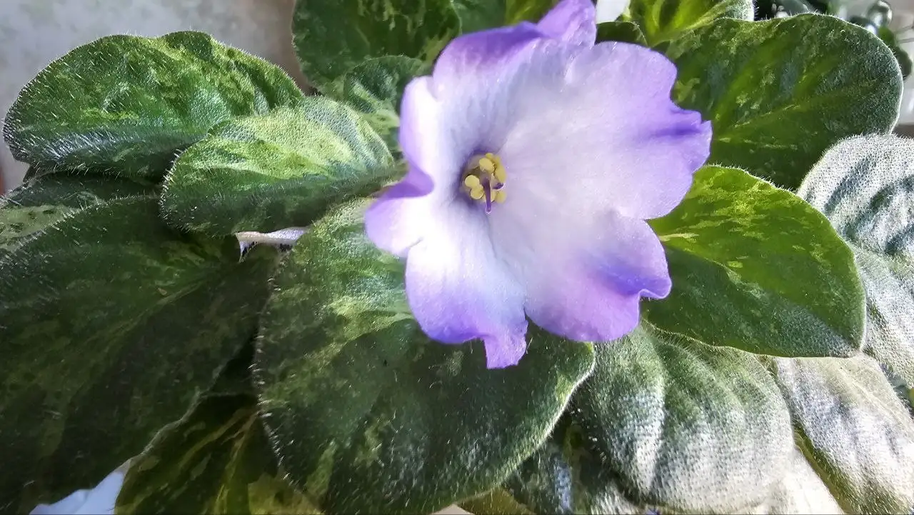 Продажа цветов в ассортименте - Цветы (Хобби и отдых) в Ставрополь