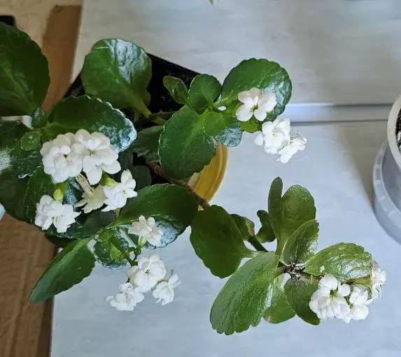 Продажа цветов в ассортименте - Цветы (Хобби и отдых) в Ставрополь