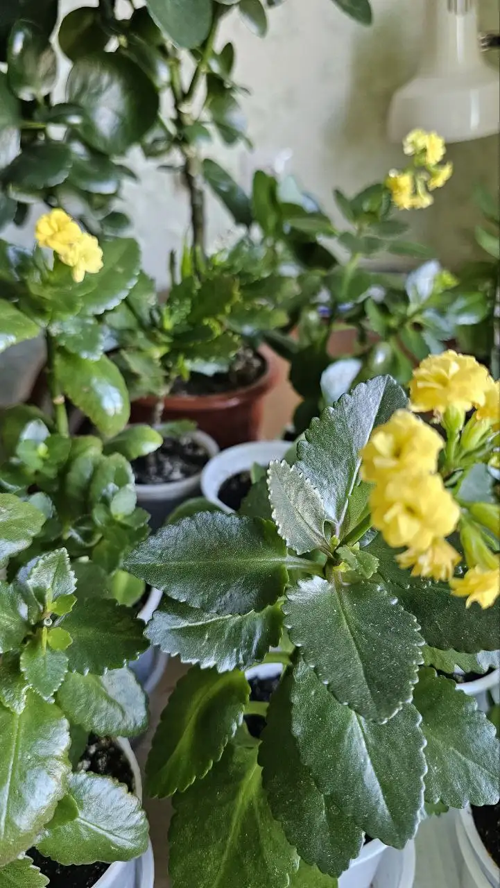 Продажа цветов в ассортименте - Цветы (Хобби и отдых) в Ставрополь