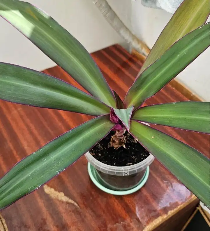 Продажа цветов в ассортименте - Цветы (Хобби и отдых) в Ставрополь