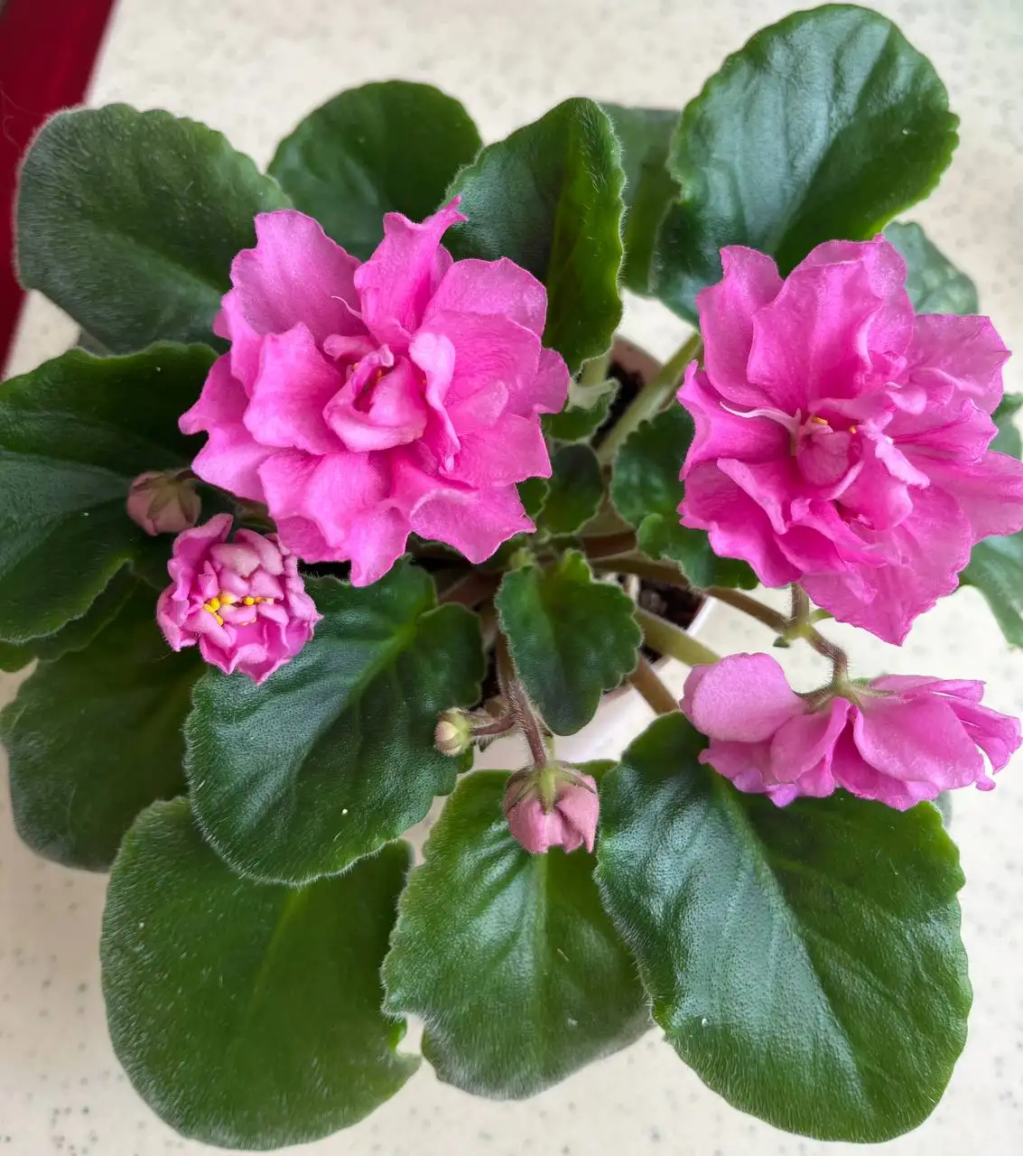 Фиалка - Растения (Барахолка) в Ставрополь