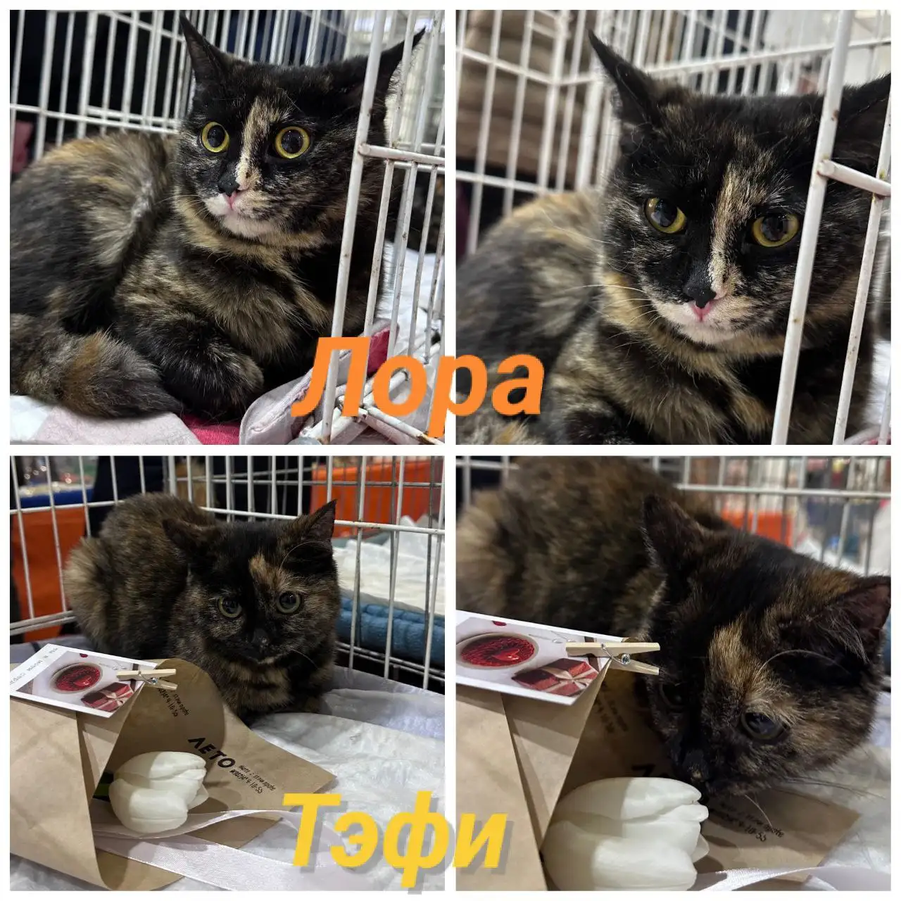 Котодевочки ищут хозяев в Михайловске - Кошки (Животные) в Михайловск