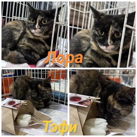 Котодевочки ищут хозяев в Михайловске - частное объявление в Михайловск