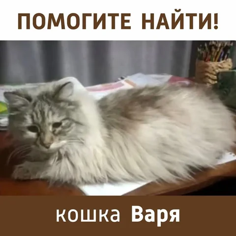 Пропала кошка Варя в г. Ставрополь - Животные в Ставрополь