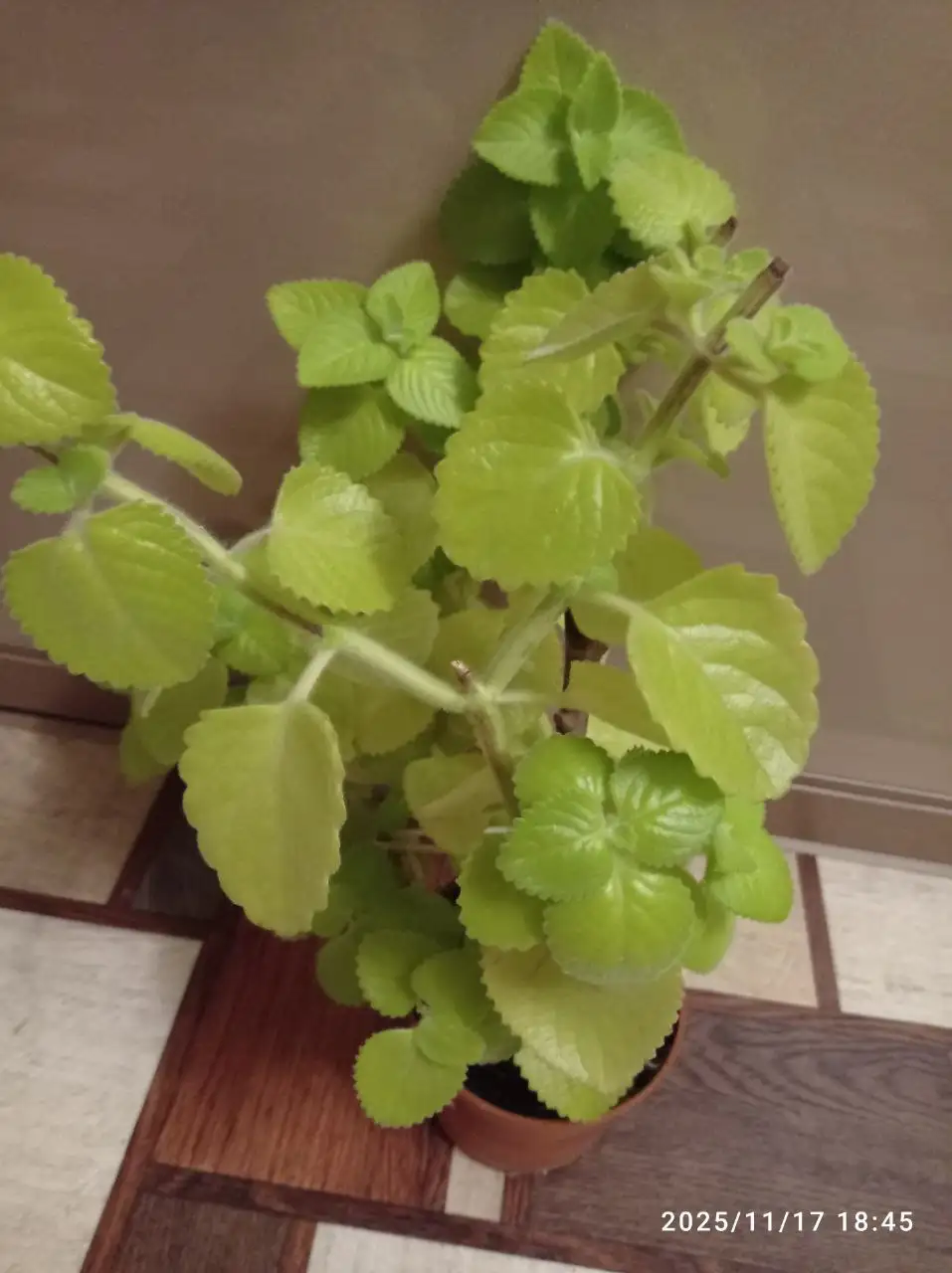 Плектрантус ароматный комнатное растение - Комнатные растения (Хобби и отдых) в Ставрополь