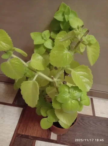 Плектрантус ароматный комнатное растение - Хобби и отдых в Ставрополь