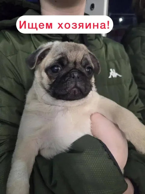 Найден щенок в районе Ташла - Животные в Ставрополь