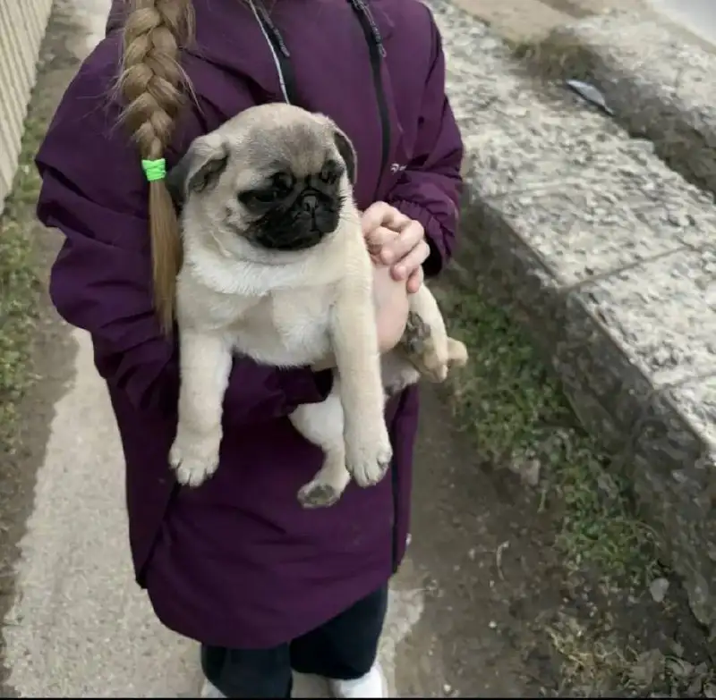 Найден щенок в районе Ташла - Собаки (Животные) в Ставрополь