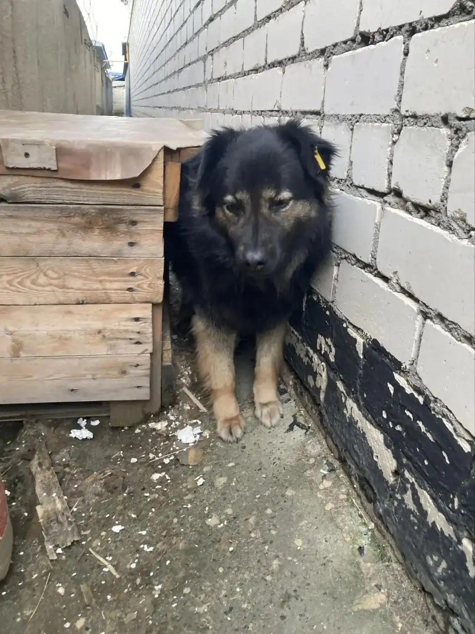 Срочно! Ищем дом для двух собак в Ставрополе - Собаки (Животные) в Ставрополь