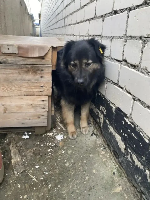 Срочно! Ищем дом для двух собак в Ставрополе - Животные в Ставрополь