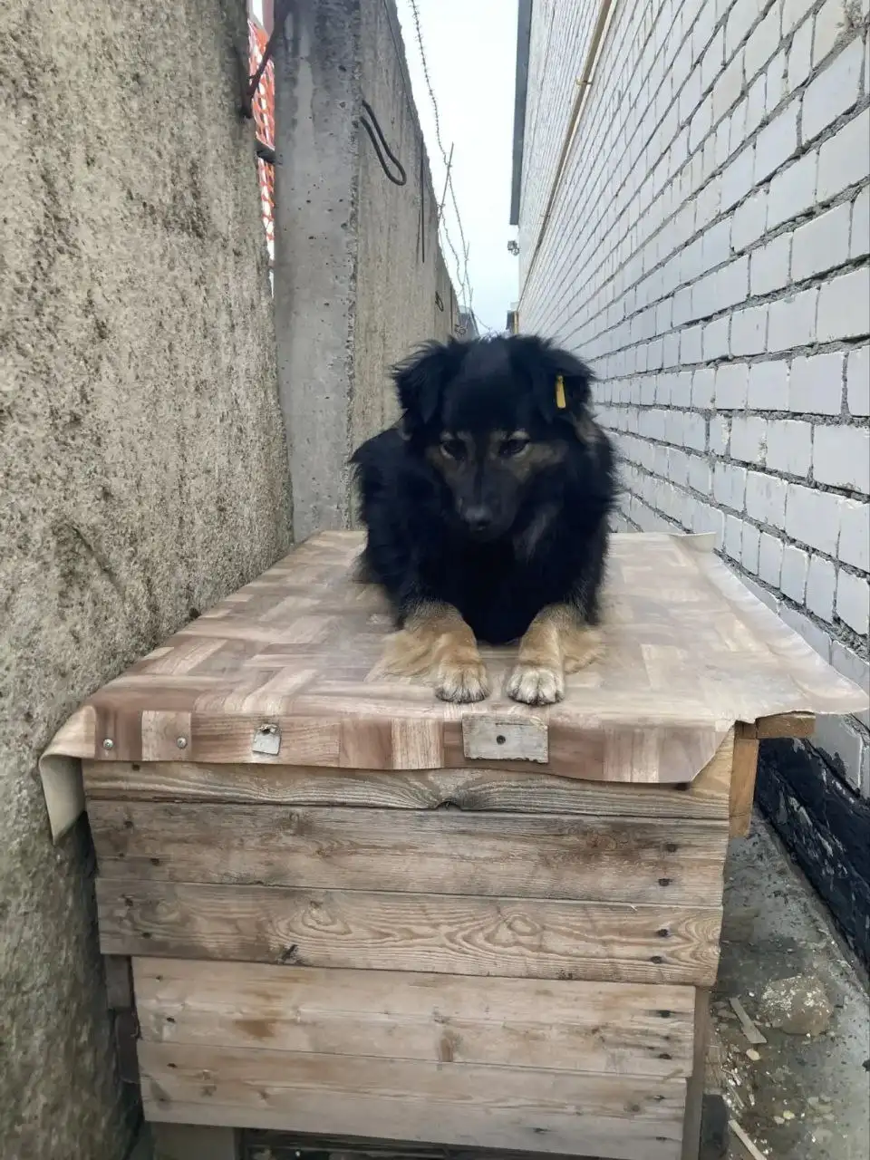 Срочно! Ищем дом для двух собак в Ставрополе - Собаки (Животные) в Ставрополь