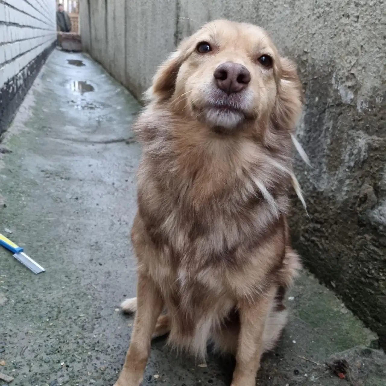 Срочно! Ищем дом для двух собак в Ставрополе - Собаки (Животные) в Ставрополь