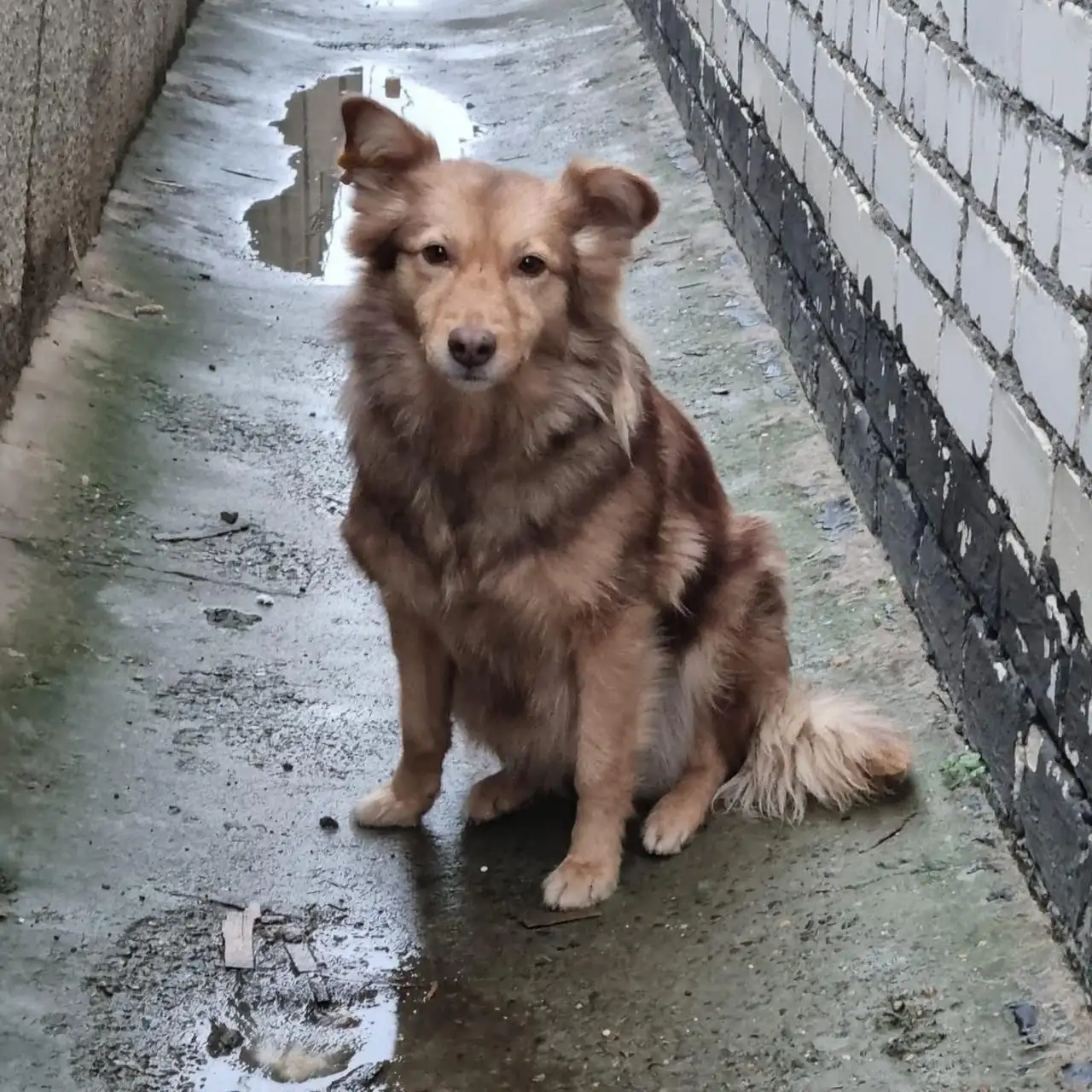 Срочно! Ищем дом для двух собак в Ставрополе - Собаки (Животные) в Ставрополь