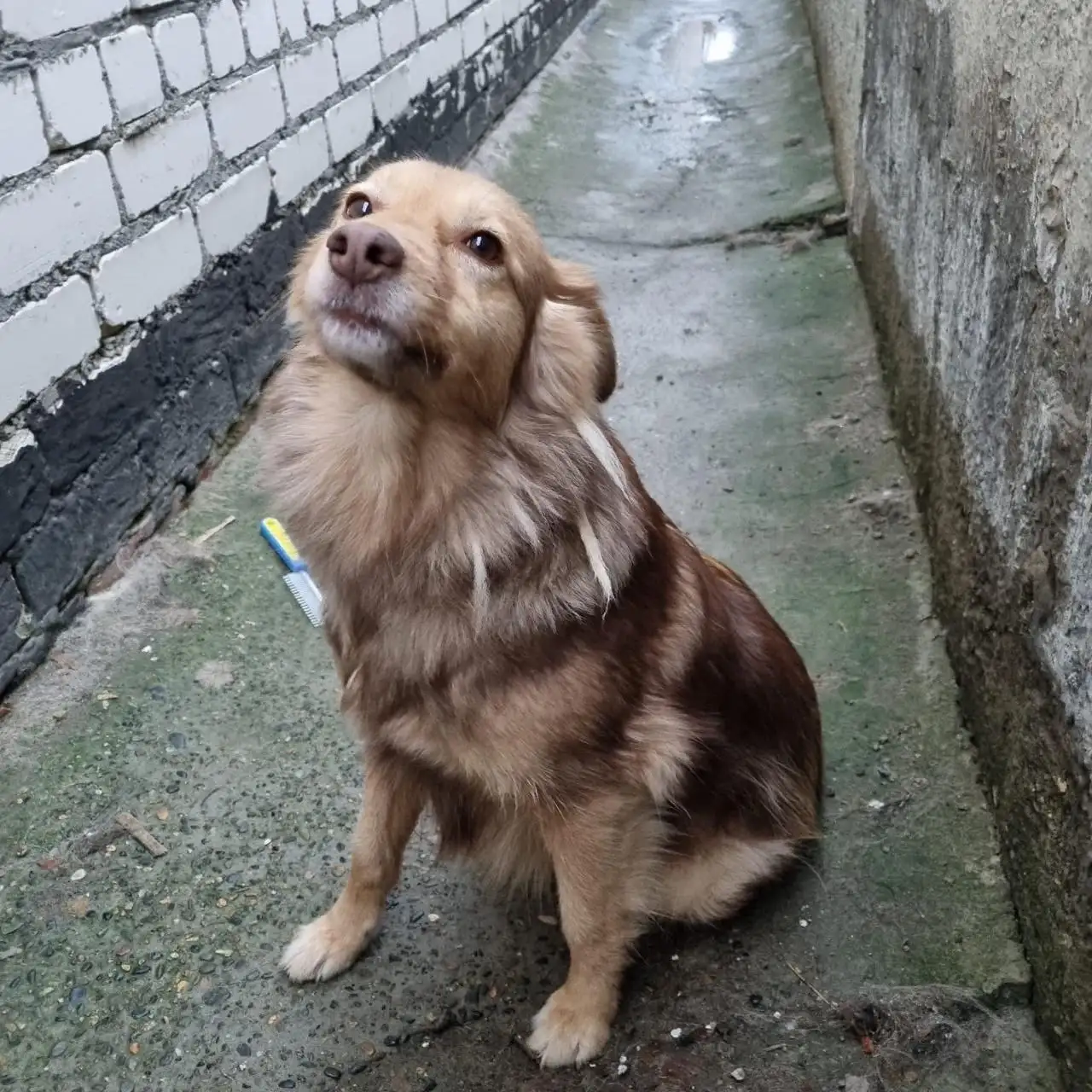 Срочно! Ищем дом для двух собак в Ставрополе - Собаки (Животные) в Ставрополь