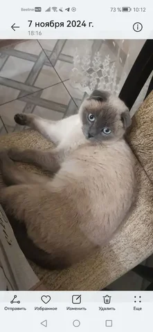 Потеряна кошечка в Ставрополе - Животные в Ставрополь