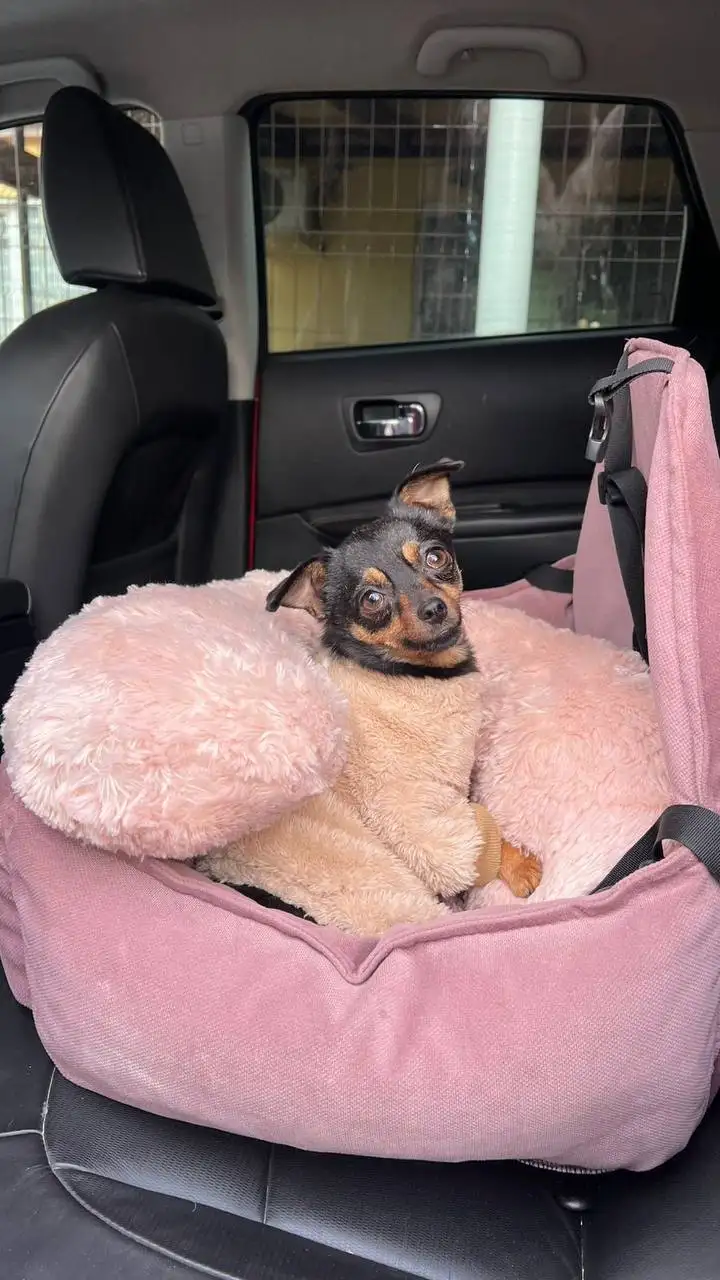 Ищу дом для маленькой собачки Манюни в Ставрополе - Собаки (Животные) в Ставрополь