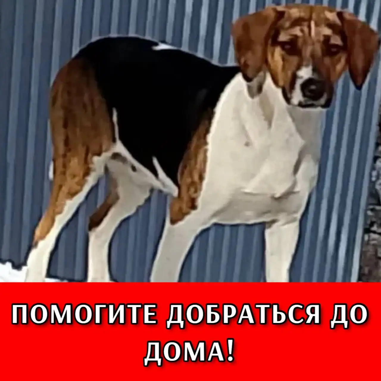 Поиск автоволонтера для собаки в Ставрополе - Автоволонтерство (Услуги) в Ставрополь