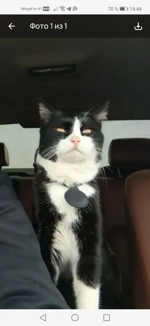 Пропал кот в Михайловске - Потерянные/найденные животные (Животные) в Михайловск