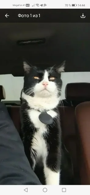 Пропал кот в Михайловске - частное объявление в Михайловск