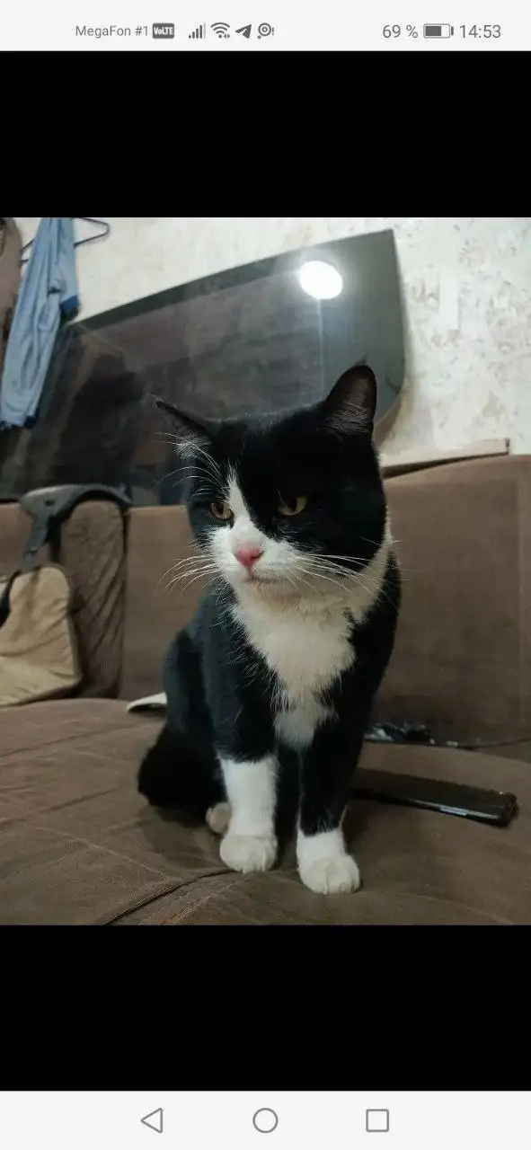 Пропал кот в Михайловске - Потерянные/найденные животные (Животные) в Михайловск