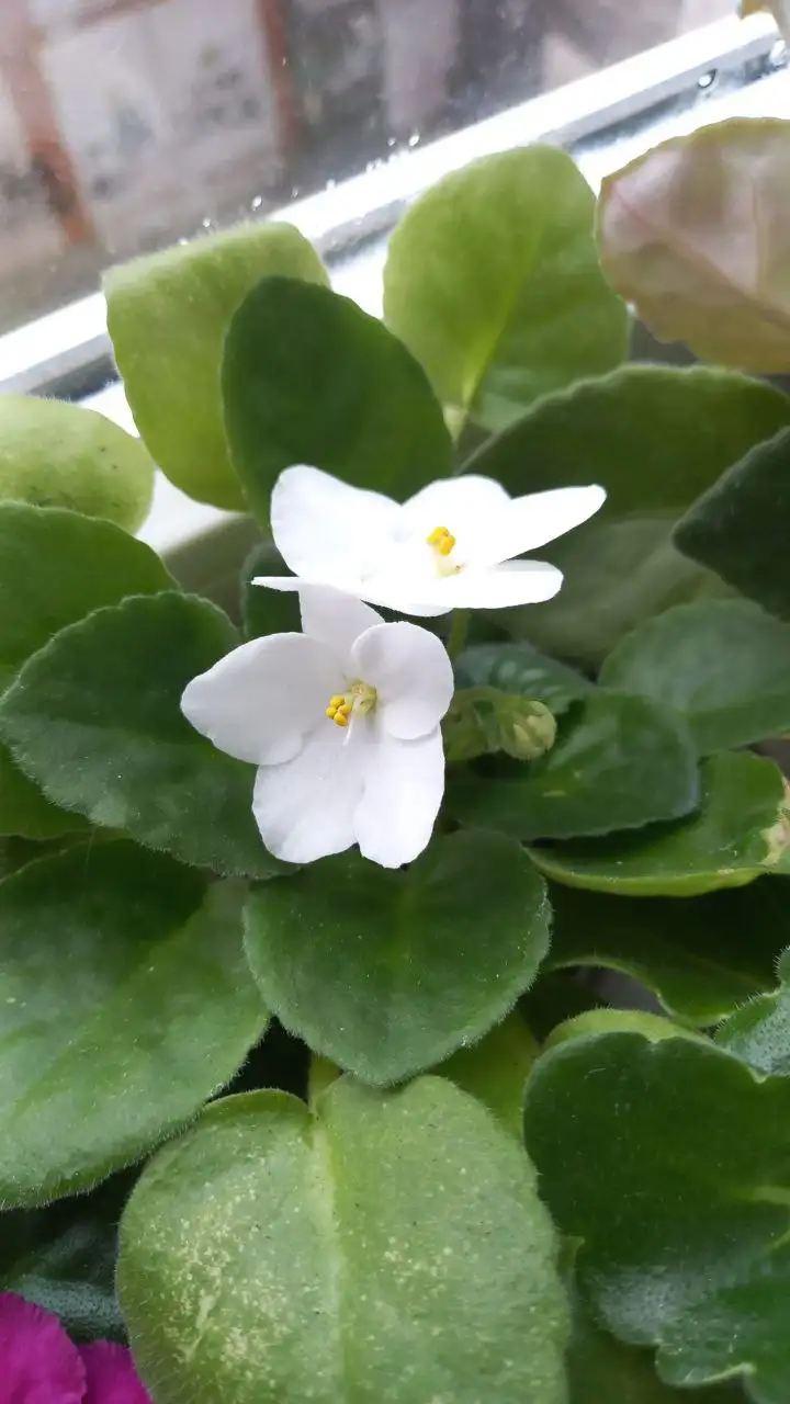 Продажа белой фиалки в Ставрополе - Комнатные растения (Хобби и отдых) в Ставрополь