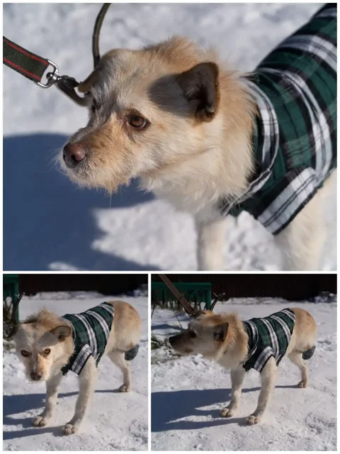 Отдам в добрые руки собаку Арчи - Животные в Ставрополь