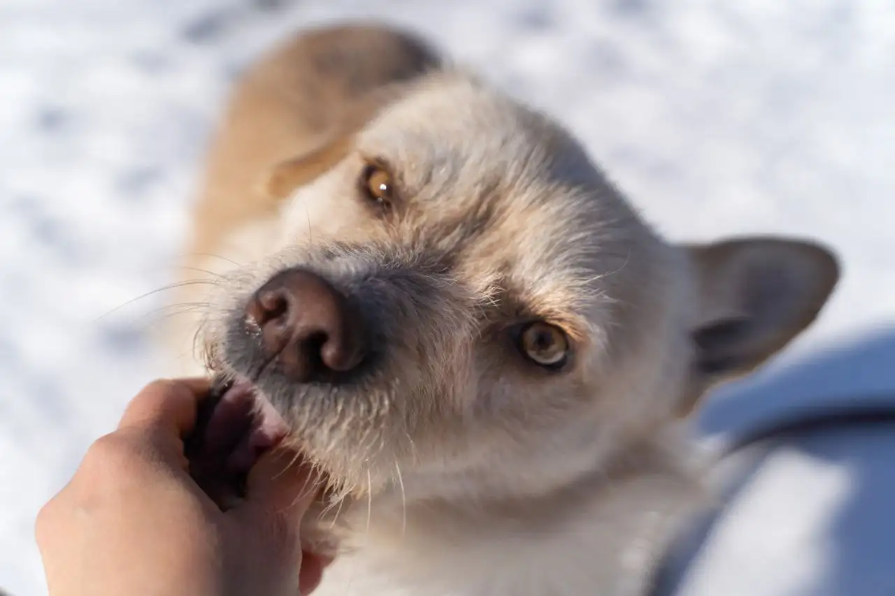 Отдам в добрые руки собаку Арчи - Собаки (Животные) в Ставрополь