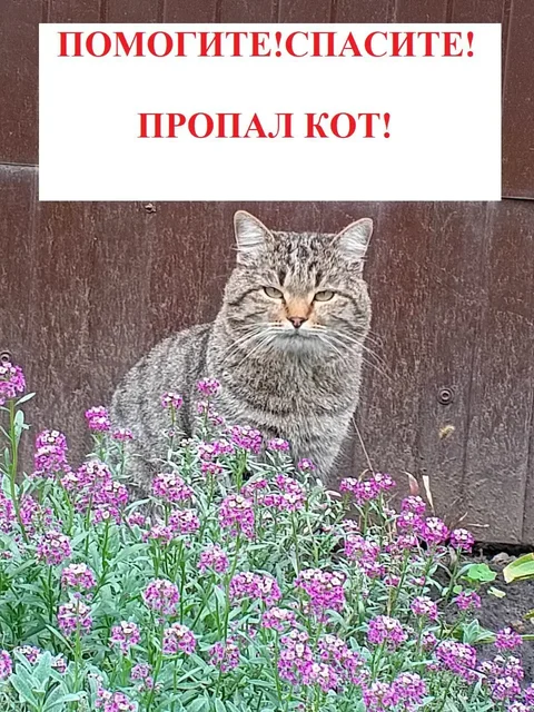 Пропал кот Яша в Михайловске - Потерянные/найденные животные в Михайловск