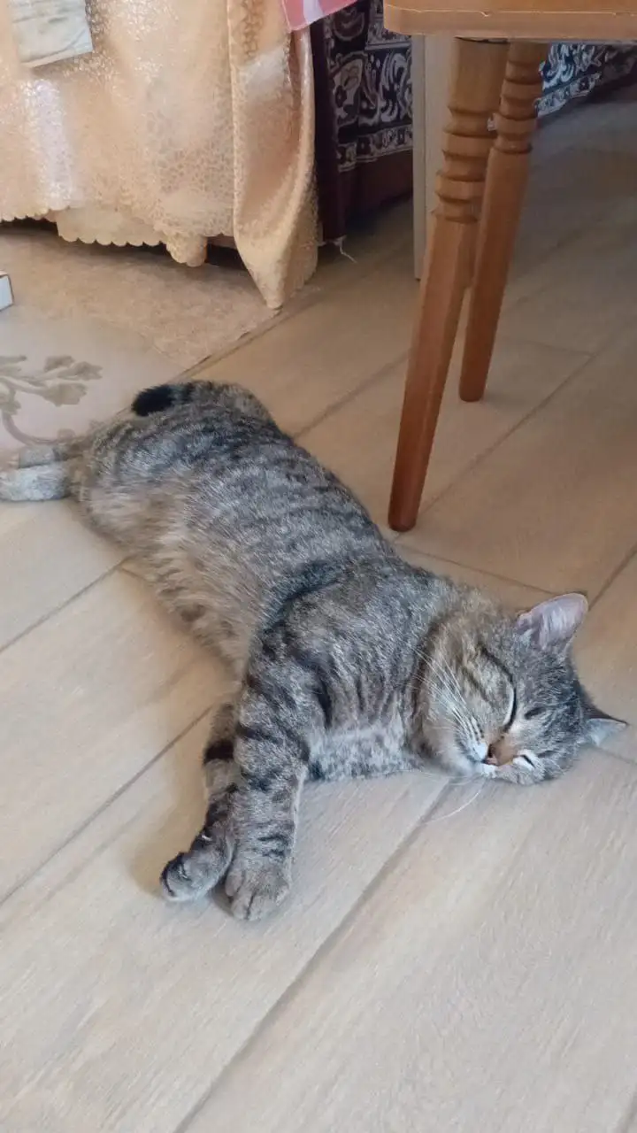 Пропал кот Яша в Михайловске - Потерянные/найденные (Животные) в Михайловск