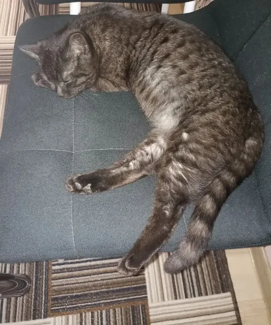 Найдена кошечка в районе Снисх - Животные в Ставрополь