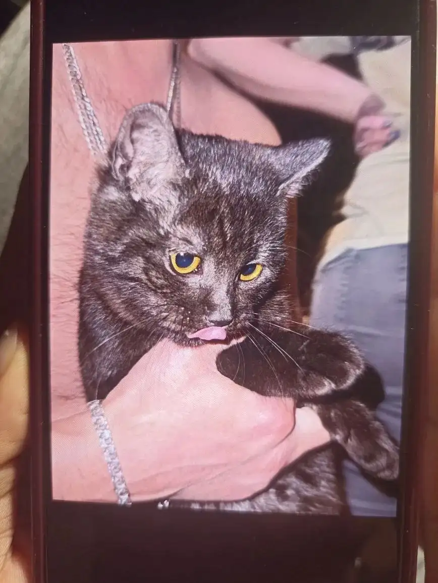 Найдена кошечка в районе Снисх - Кошки (Животные) в Ставрополь