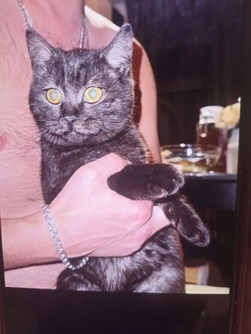 Найдена кошечка в районе Снисх - Кошки (Животные) в Ставрополь