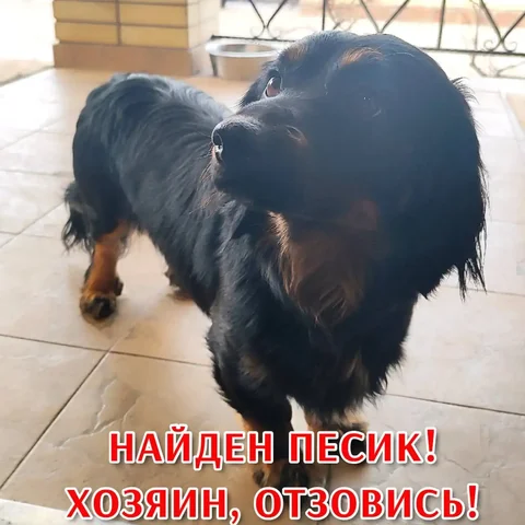 Найдена собака породы докер - Животные в Ставрополь