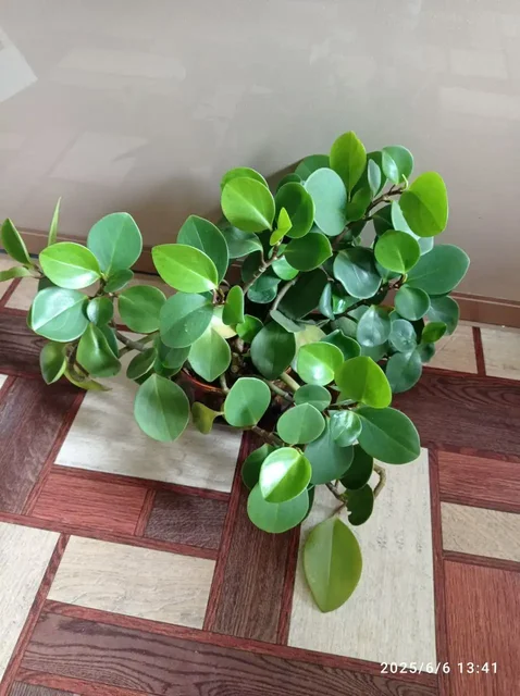 Пиперомия туполистная взрослое растение в керамической горшке - Спорт в Ставрополь