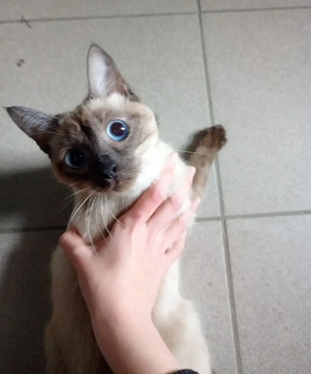 Котенок в подъезде 204 квартала - Кошки (Животные) в Ставрополь