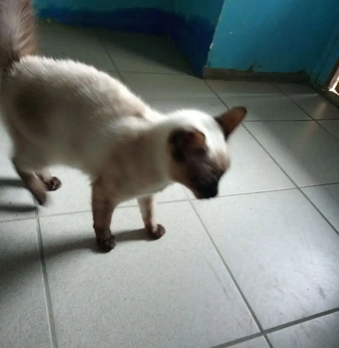 Котенок в подъезде 204 квартала - Кошки (Животные) в Ставрополь