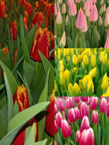 Тюльпаны к 8 марта из собственной теплицы - Полиграфия / Печать в Ставрополь