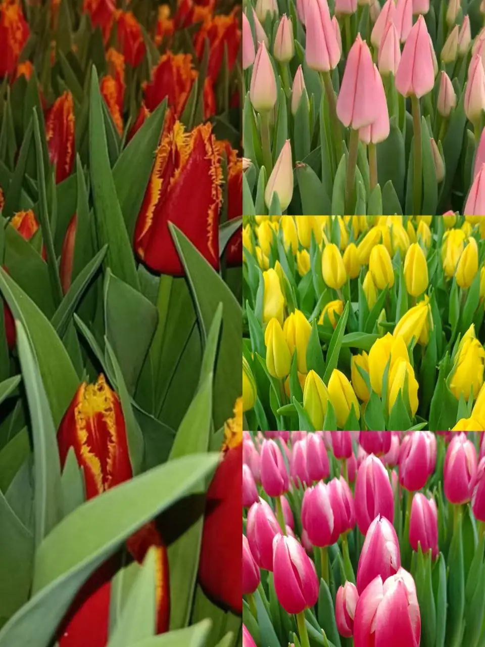 Тюльпаны к 8 Марта из собственной теплицы - Цветы (Хобби и отдых) в Ставрополь