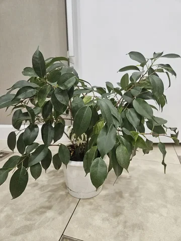 Фикус Бенджамина 40 см - Растения в Ставрополь