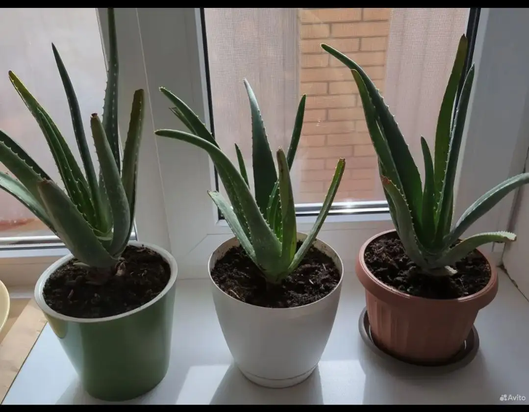 Алое вера - Барахолка в Ставрополь