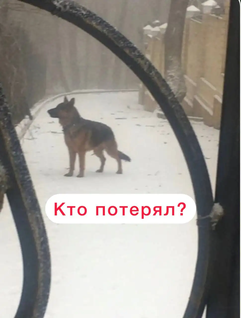 Потерявшаяся немецкая овчарка в Ставрополе - Потерянные/найденные (Животные) в Ставрополь