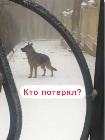 Потерявшаяся немецкая овчарка в Ставрополе - Аксессуары для животных в Ставрополь